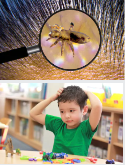 luizen op school-plafonddroogrek.nl