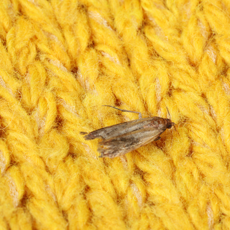 kledingmot-bestrijden-met-natuurlijke-middelen
